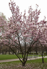 Obraz na płótnie Canvas Beautiful pink magnolia