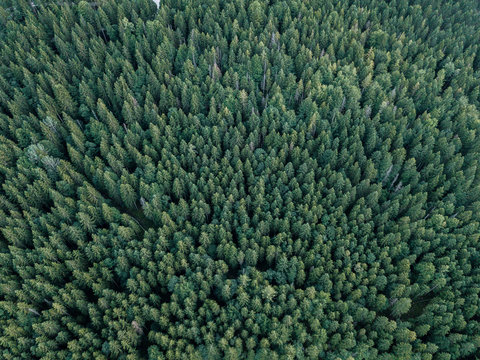 Aerial drone shot of  pine forest near lake Eibsee, Germany during a summer morning