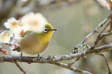 メジロと梅の花