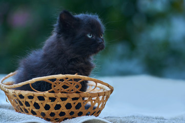 black small  kitten sitting in the basket
