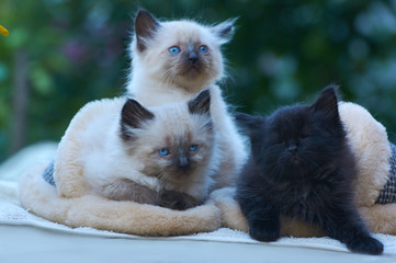 .three  kittens are sitting in slippers