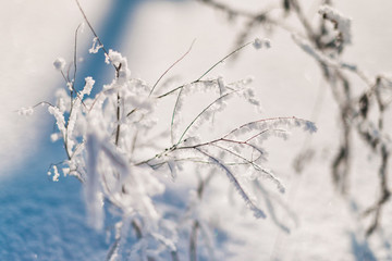 Frozen flower, branch and plant covered with hoarfrost and snowflakes, winter sunny solar morning. Close up macro selective focus. Blue sky background