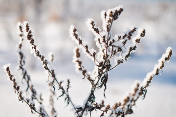 Frozen flower, branch and plant covered with hoarfrost and snowflakes, winter sunny solar morning. Close up macro selective focus. Blue sky background