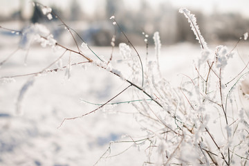 Frozen flower, branch and plant covered with hoarfrost and snowflakes, winter sunny solar morning. Close up macro selective focus. Blue sky background