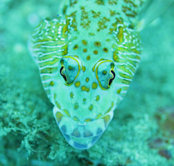 Close up face of beautiful lizard fish  in yellow and blue from Bali Indonesia underwater scuba...