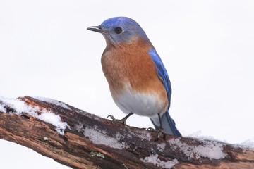 Male Eastern Bluebird in Snow