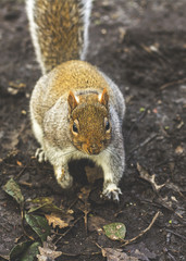 Grey Squirrel looking at the Camera