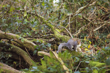 Naklejka na ściany i meble Grey Squirrel in the Forest