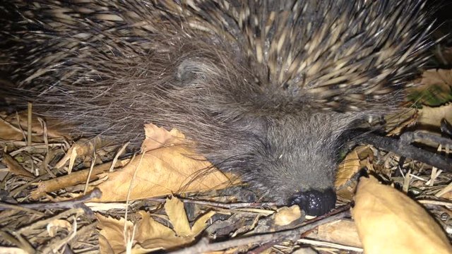 Forest hedgehog at night in his natural environment.