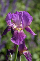 Deutsche Schwertlilie (Iris ×germanica)