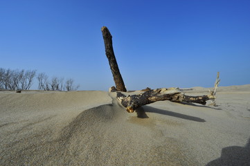 Dry desert landscape of trees