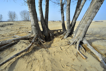 Dry desert landscape of trees