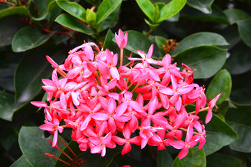 Ixora is a genus of flowering plants in the Rubiaceae family