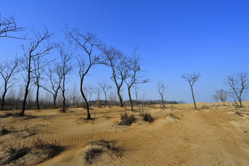 Obraz premium Dry desert landscape of trees