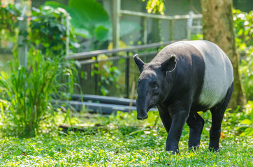 Malayan Tapir (Tapirus Indicus) also known as Asian Tapir.