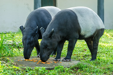 A pair Malayan Tapirs (Tapirus Indicus) also known as Asian Tapir having their food.