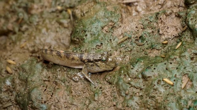 Close up shot of a mud skipper fish on land. It can breathe while out of the water.