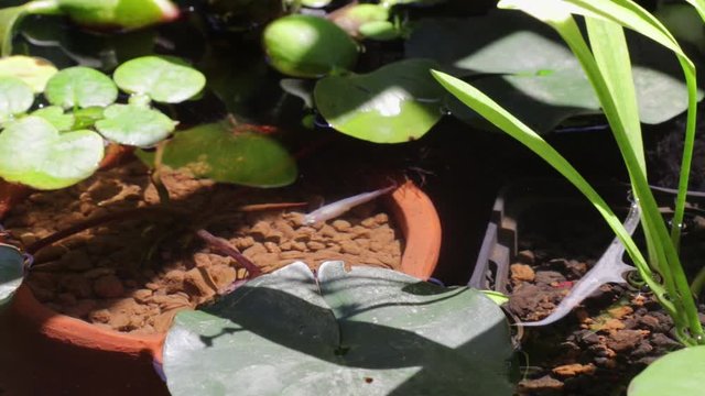 メダカと睡蓮鉢