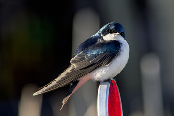 Fototapeta premium Beautiful blue bird sitting on reflective sign post in Rocky Mountains, Colorado
