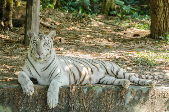 White Bengal Tiger (Panthera Tigris Tigris ) lying on the ground and facing the camera.