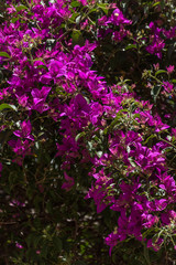Florcitas pequeñas de color violeta de un arbusto del jardin de una casa
