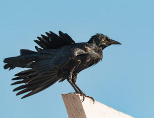 Common Grackle - Quiscalus Quiscula - Close-Up