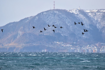 函館山をバックに飛ぶコクガンの群れ