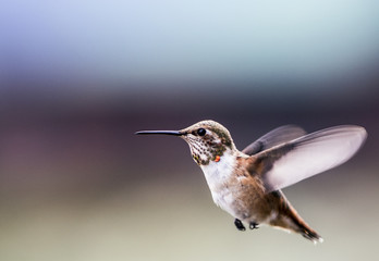Hummingbird in Colorado Mountains