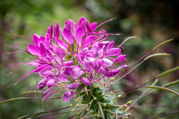 pink Cleome hassleriana