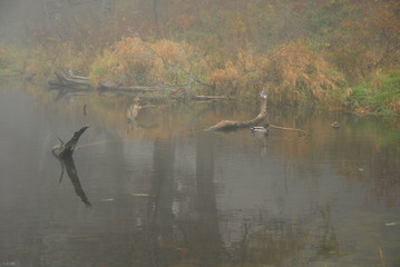 Fall Fog