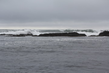 Harbor seals at breaking waves in Monterey Bay California