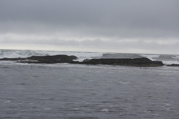 Fototapeta na wymiar Harbor seals at breaking waves in Monterey Bay California