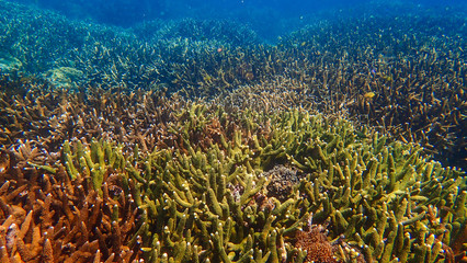 Coral reef in underwater