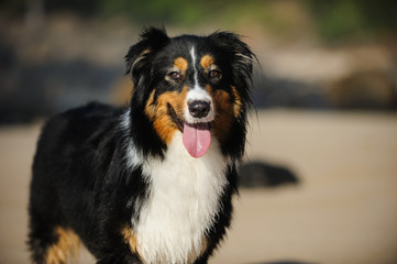 Australian Shepherd dog outdoor portrait on beach