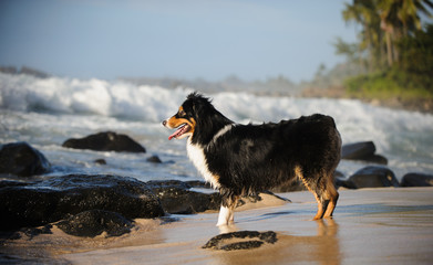 Australian Shepherd dog standing on beach looking out to ocean