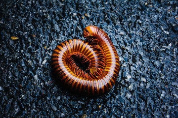 Closeup of Millipede