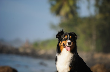 Naklejka na ściany i meble Australian Shepherd dog portrait on tropical beach