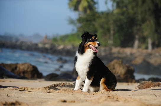 Australian Shepherd dog sitting on tropical ocean beach