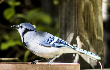 Blue Jay in backyard in Colorado
