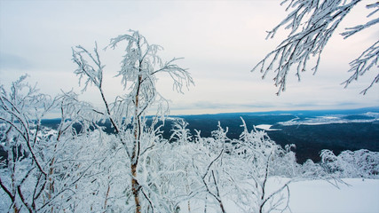 Winter landscape snow background with trees Harsh winter scenery with snow-covered trees nature branch. Video. Frozen forest and meadows in Carpathians panorama. Trees Covered by Snow
