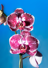 Orchid on a blue background