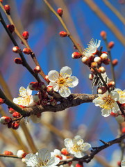 開花した梅の花