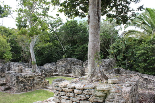 Trees growing from Kohunlich's ruins