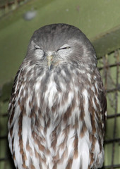 Fototapeta premium Owl