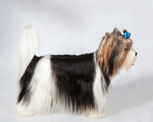 Yorkshire terrier Pom Pont on a bright background in the studio