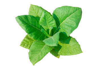 Tobacco plant on white background.