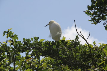 White Snowy Egret from Alcatraz near San Francisco
