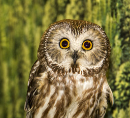 Adorable bright eyed baby owl from Alaska