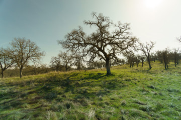 oak tree forest