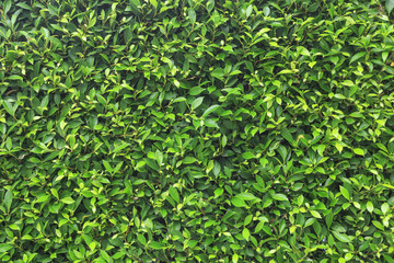 green leave background